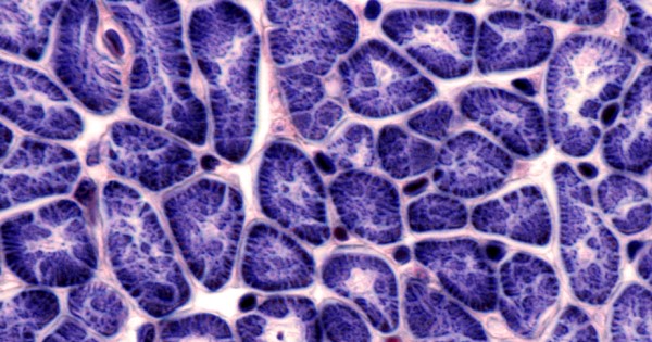 A cross section of muscle fibres in the heart under the microscope