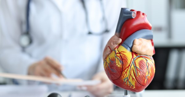 A plastic model of the human heart sat on a table