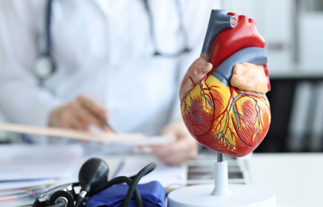 A plastic model of the human heart sat on a table
