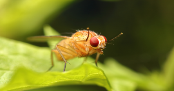 A fruit fly sitting on a leaf