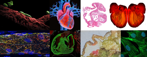 A compilation of the other shortlisted images in this years competition