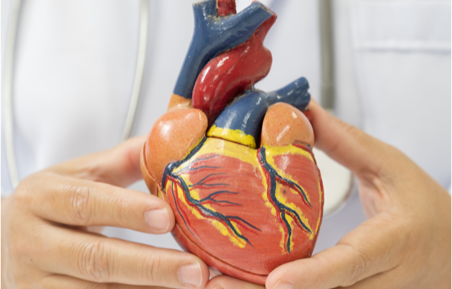 Doctor holding a model of a human heart