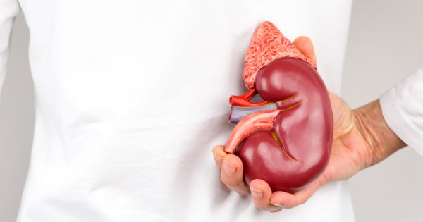 A woman holds a model of a kidney behind her back near where it is found in the body