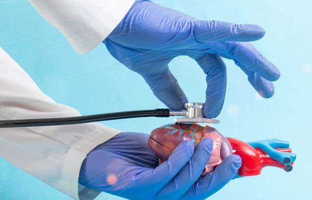 A photograph of the forearms and hands of someone. They are wearing a white coat and blue surgical gloves. In one hand they have a plastic model of a heart and in the other they are holding a stethoscope slightly over the heart.