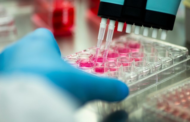 Blue gloved hands pipette a pink liquid into multiple test tubes