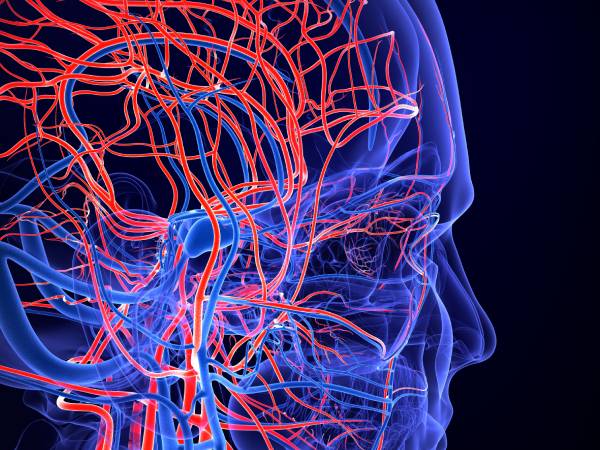 3D illustration of a human head showing a network of red arteries and blue veins 