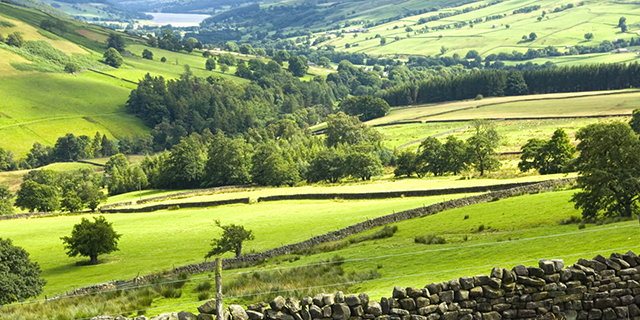 Yorkshire Fields
